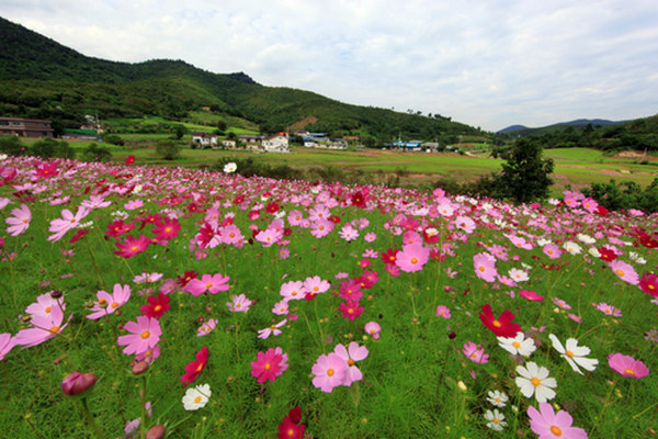 Hàn Quốc: Chùm ảnh hoa Vũ Trụ