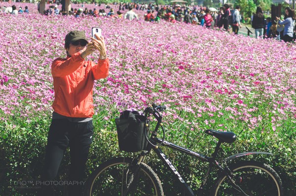 Hàn Quốc: Chùm ảnh hoa Vũ Trụ