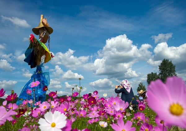 Hàn Quốc: Chùm ảnh hoa Vũ Trụ