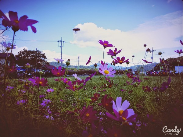 Hàn Quốc: Chùm ảnh hoa Vũ Trụ