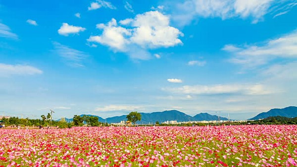 Hàn Quốc: Chùm ảnh hoa Vũ Trụ