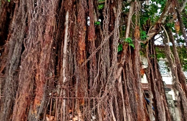 Lên Đồi Cao Sáng Ngày Mưa