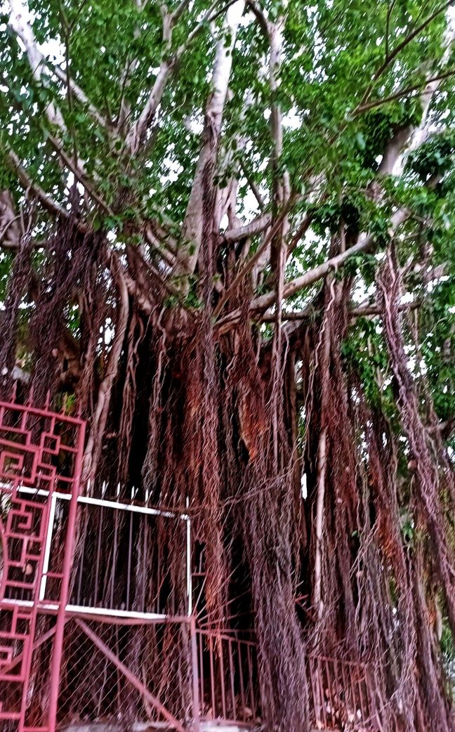 Lên Đồi Cao Sáng Ngày Mưa