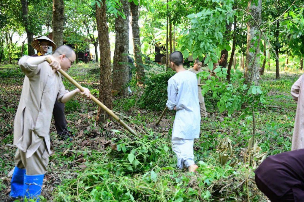 “MỘT NGÀY KHÔNG LÀM, MỘT NGÀY KHÔNG ĂN” – CHƯ HÀNH GIẢ CHẤP TÁC LÀM CỎ TẠI HẠ TRƯỜNG CHÙA GIÁC NGỘ