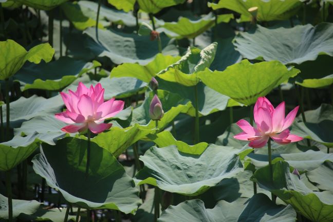 Mùa Vu Lan Hiếu Hạnh
