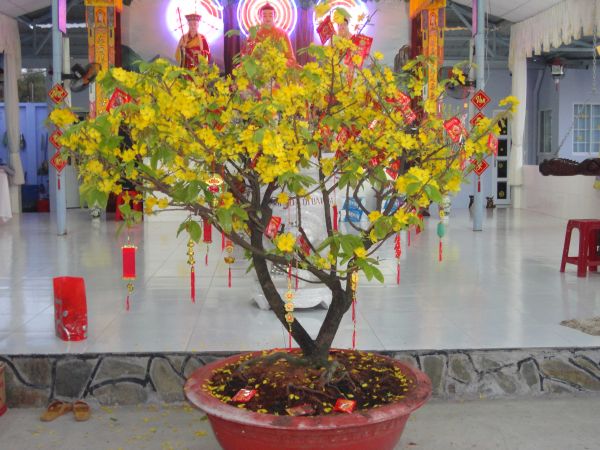 Hóc môn: Chùa Bửu Minh tổ chức chuyến hành hương Thập tự đầu xuân mới