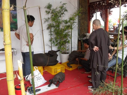 Chùm ảnh: Sẵn sàng cho giờ khai mạc Hội nghị SakyaDhita