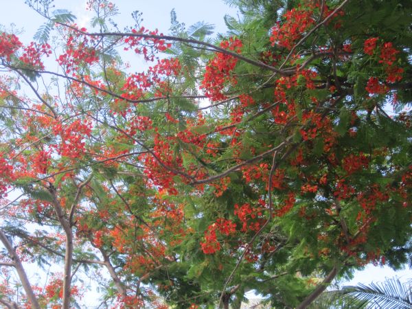 Giới thiệu tổng quan về khóa tu “Hương hội hè” – Bình Định