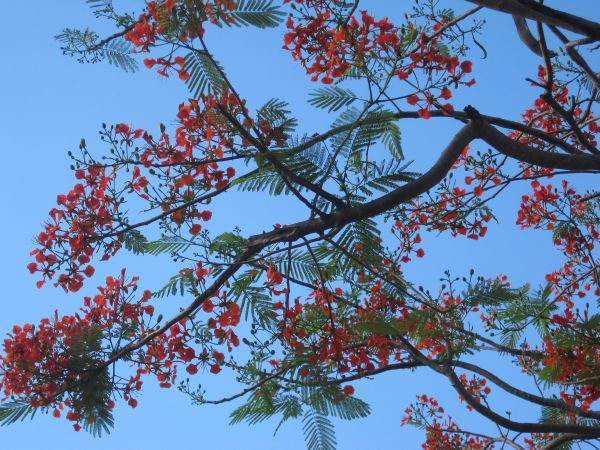 Giới thiệu tổng quan về khóa tu “Hương hội hè” – Bình Định