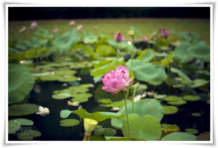 Một thoáng Trúc Lâm Bạch Mã