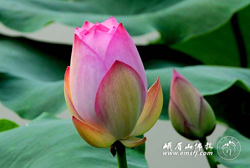 Chùm ảnh: Vẻ đẹp chốn bình yên