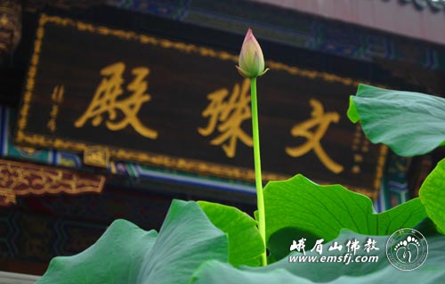 Chùm ảnh: Vẻ đẹp chốn bình yên