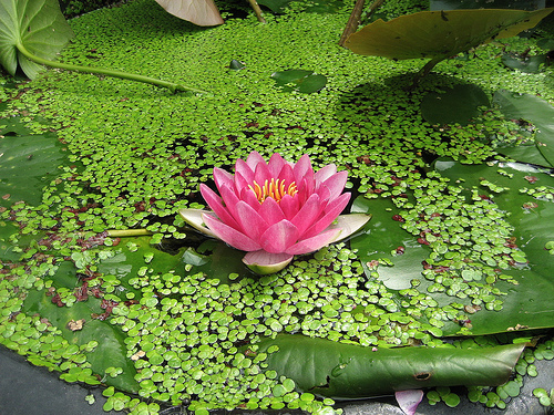 Tổ đình Phụng Nguyên Cổ Tự (Bongwonsa), duy trì phát huy truyền thống Nghi Lễ Phật giáo Hàn Quốc