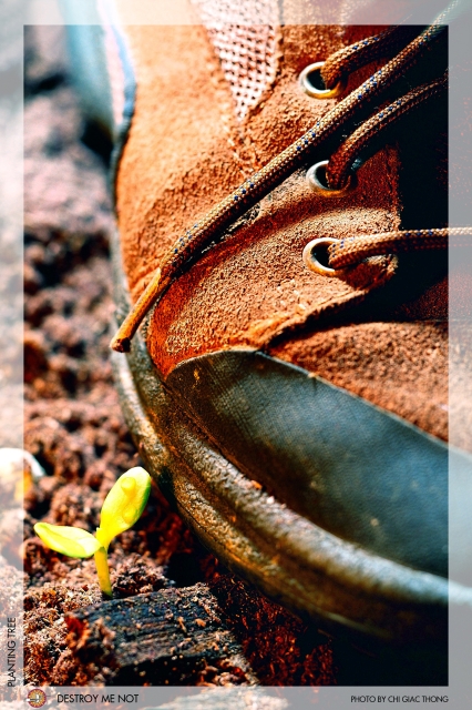 VIETNAMESE BUDDHISM  AND ENVIRONMENTAL CARE
