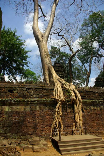 Ta Prohm - vẻ đẹp của sự hoang tàn