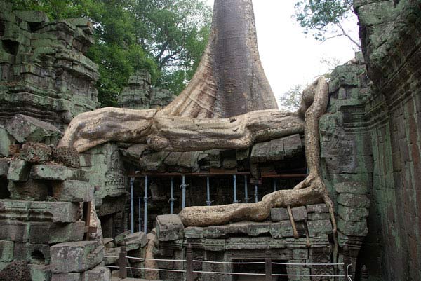Ta Prohm - vẻ đẹp của sự hoang tàn