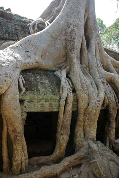 Ta Prohm - vẻ đẹp của sự hoang tàn