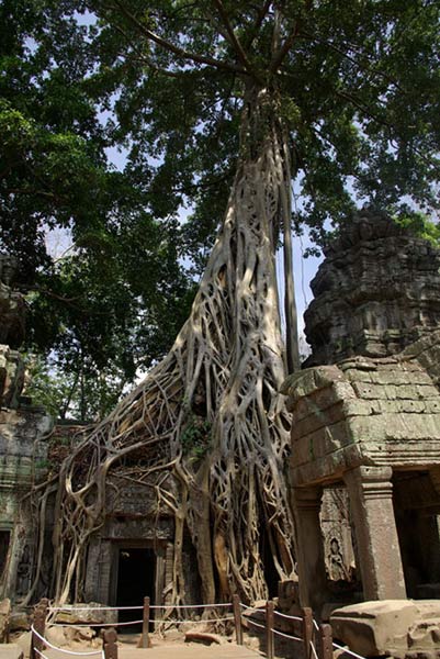 Ta Prohm - vẻ đẹp của sự hoang tàn