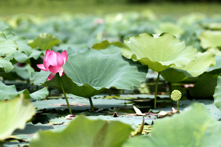 Mùa hoa sen ở hồ Quan Sơn