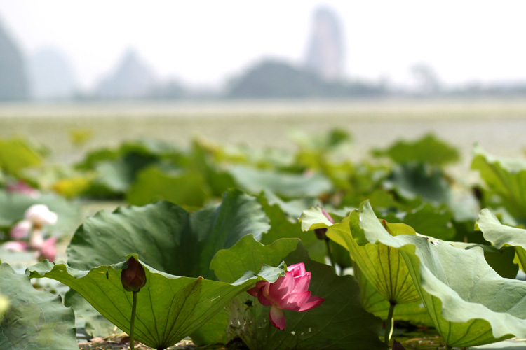 Mùa hoa sen ở hồ Quan Sơn