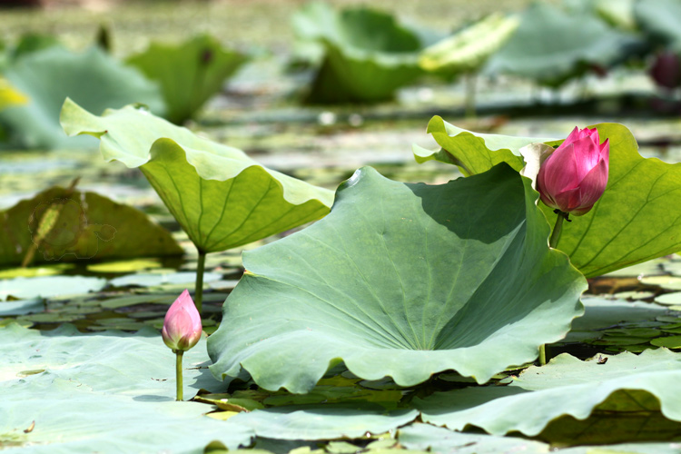 Mùa hoa sen ở hồ Quan Sơn