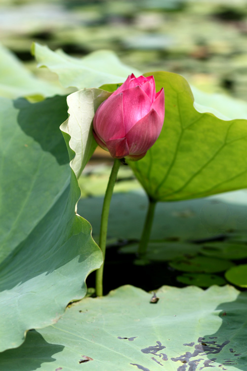 Mùa hoa sen ở hồ Quan Sơn