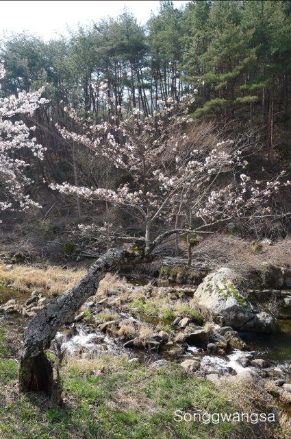 Hình ảnh mùa Xuân- Hạ Tòng Quảng Tự Cổ Tự, Hàn Quốc