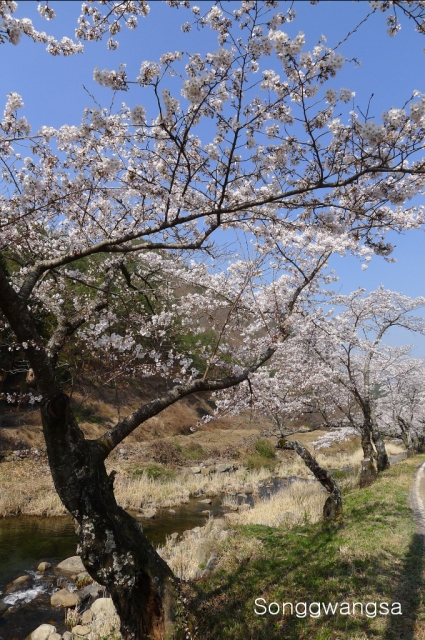 Hình ảnh mùa Xuân- Hạ Tòng Quảng Tự Cổ Tự, Hàn Quốc