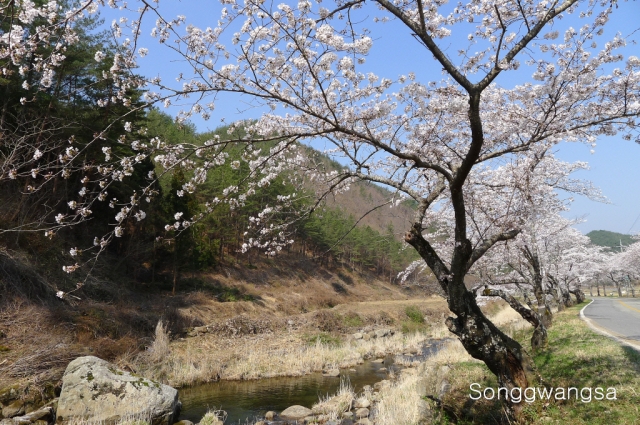 Hình ảnh mùa Xuân- Hạ Tòng Quảng Tự Cổ Tự, Hàn Quốc