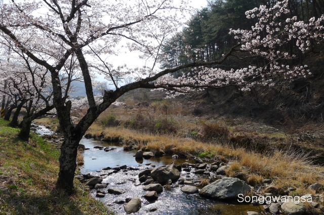 Hình ảnh mùa Xuân- Hạ Tòng Quảng Tự Cổ Tự, Hàn Quốc