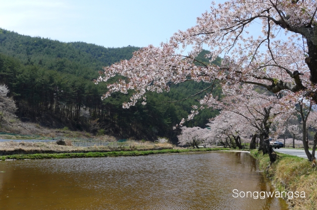 Hình ảnh mùa Xuân- Hạ Tòng Quảng Tự Cổ Tự, Hàn Quốc