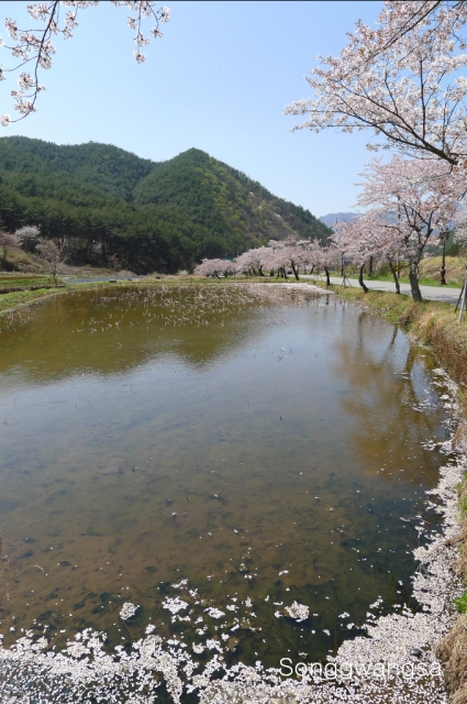 Hình ảnh mùa Xuân- Hạ Tòng Quảng Tự Cổ Tự, Hàn Quốc
