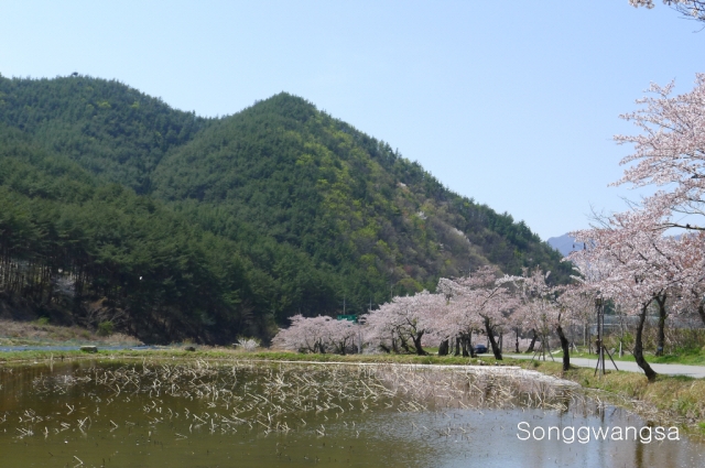 Hình ảnh mùa Xuân- Hạ Tòng Quảng Tự Cổ Tự, Hàn Quốc