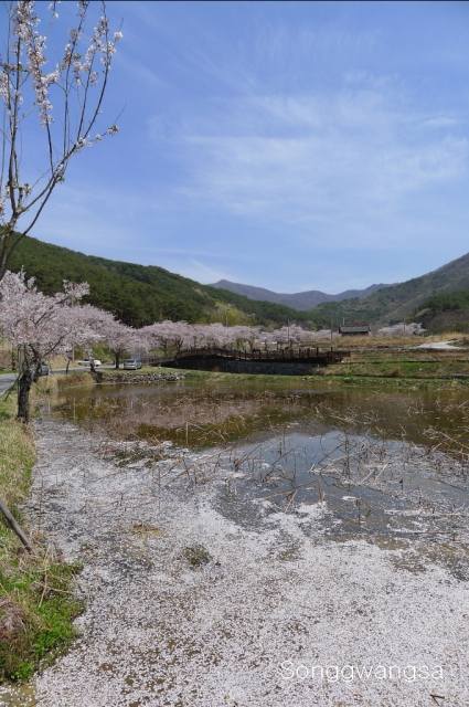 Hình ảnh mùa Xuân- Hạ Tòng Quảng Tự Cổ Tự, Hàn Quốc