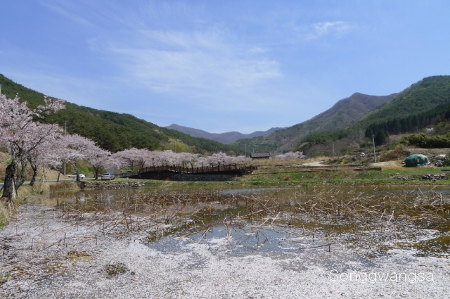 Hình ảnh mùa Xuân- Hạ Tòng Quảng Tự Cổ Tự, Hàn Quốc