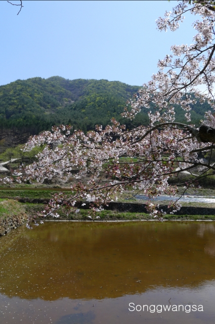 Hình ảnh mùa Xuân- Hạ Tòng Quảng Tự Cổ Tự, Hàn Quốc