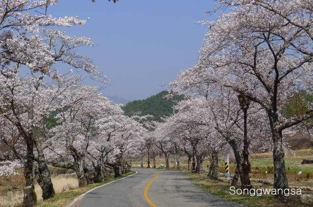 Hình ảnh mùa Xuân- Hạ Tòng Quảng Tự Cổ Tự, Hàn Quốc