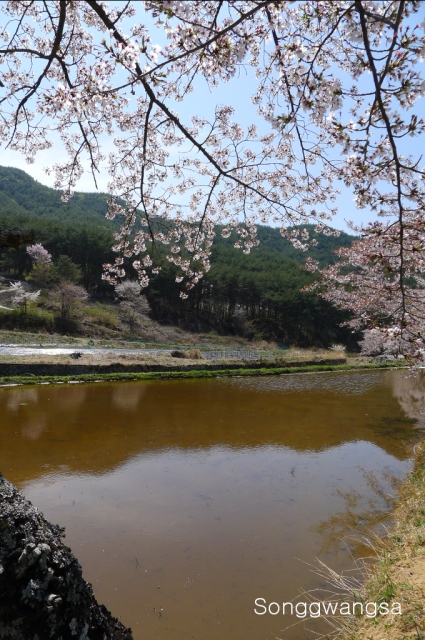 Hình ảnh mùa Xuân- Hạ Tòng Quảng Tự Cổ Tự, Hàn Quốc