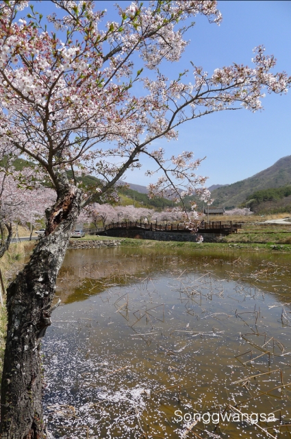 Hình ảnh mùa Xuân- Hạ Tòng Quảng Tự Cổ Tự, Hàn Quốc