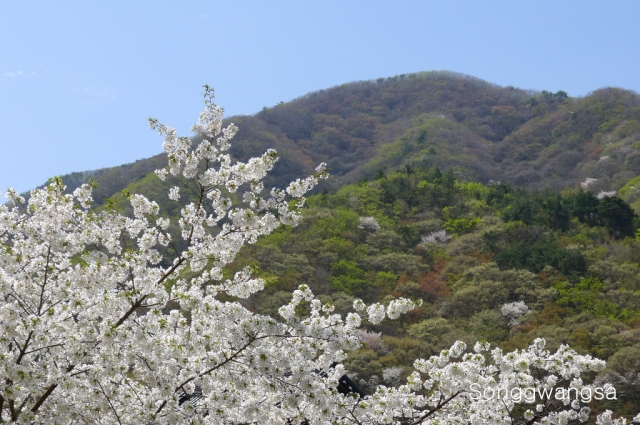 Hình ảnh mùa Xuân- Hạ Tòng Quảng Tự Cổ Tự, Hàn Quốc