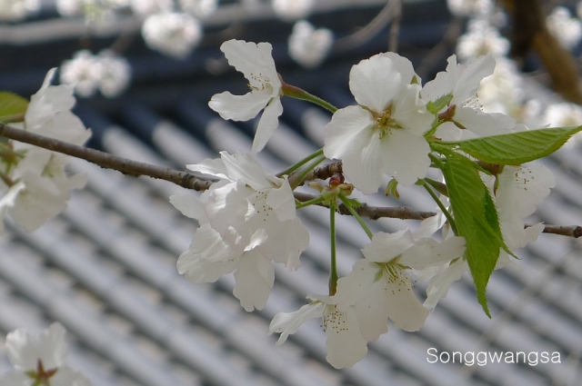 Hình ảnh mùa Xuân- Hạ Tòng Quảng Tự Cổ Tự, Hàn Quốc