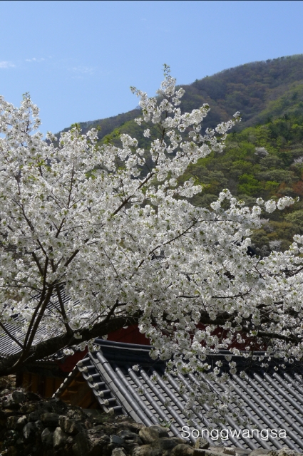 Hình ảnh mùa Xuân- Hạ Tòng Quảng Tự Cổ Tự, Hàn Quốc