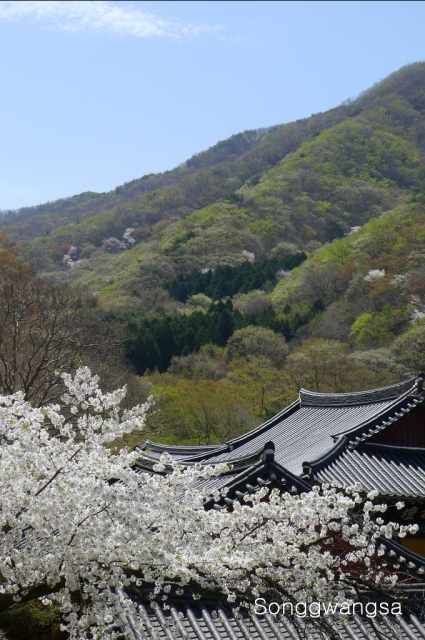 Hình ảnh mùa Xuân- Hạ Tòng Quảng Tự Cổ Tự, Hàn Quốc