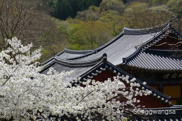 Hình ảnh mùa Xuân- Hạ Tòng Quảng Tự Cổ Tự, Hàn Quốc