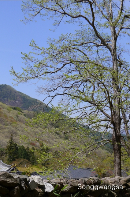 Hình ảnh mùa Xuân- Hạ Tòng Quảng Tự Cổ Tự, Hàn Quốc