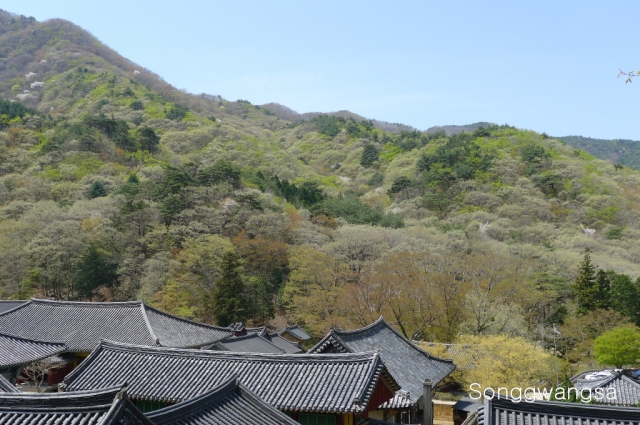 Hình ảnh mùa Xuân- Hạ Tòng Quảng Tự Cổ Tự, Hàn Quốc