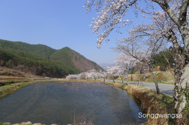 Hình ảnh mùa Xuân- Hạ Tòng Quảng Tự Cổ Tự, Hàn Quốc