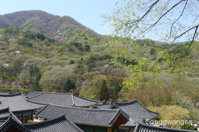 Hình ảnh mùa Xuân- Hạ Tòng Quảng Tự Cổ Tự, Hàn Quốc