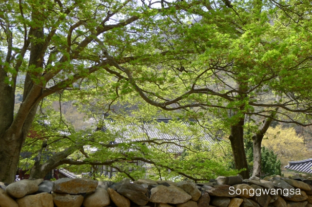 Hình ảnh mùa Xuân- Hạ Tòng Quảng Tự Cổ Tự, Hàn Quốc