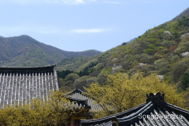 Hình ảnh mùa Xuân- Hạ Tòng Quảng Tự Cổ Tự, Hàn Quốc